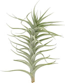 Live Air Plants - Tillandsia Albida 7-12" - 2ct – ragnaroc Live Indoor Plant - Live Arrival Guaranteed - House Plants for Home Decor & Gift by GreenHaven Gardens