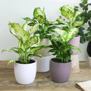 Premium Dumb Cane Potting Soil Mix - Ideal Blend for Growing Robust and Healthy Dumb Cane Plants - 3 Quart by GreenHaven Gardens
