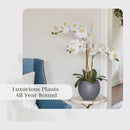 Faux White Orchid Plant, Premium Artificial Indoor Flower Display Stands 25-Inches with Beautiful Sculptural Blooms and Foliage That Lasts Forever, Grey Planter Pot Included by CozyNest Decor