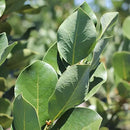 Mediterranean Bay Leaf, Bay Laurel Live Plant. Saratoga Variety - Laurus Nobilis. Live Plant. Fragrant, Fresh, Edible. Best for Pot Planting and Indoor. Mild Flavor. (2 Saratoga Plants in Sac) by GreenHaven Gardens