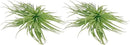 Air Plants - Flowering Tillandsia Rose BAER, Large 5" - 2ct - Live Arrival Guaranteed - House Plants for Home Decor & Gift by GreenHaven Gardens