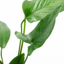 Anubias Live Aquarium Plants - Potted Freshwater Plant for Fish Tanks, Terrariums - Beginner Friendly Low Light (Hastifolia, 1 Pot) by GreenHaven Gardens