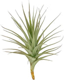 Air Plants - Flowering Tillandsia Lilla Lilac, Large 5" - 1ct - Live Arrival Gauranteed - House Plants for Home Decor & Gift by GreenHaven Gardens