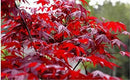 Red Japanese Maple Trees 2-Pack – Live Plants, 2-3 Ft Tall, Stunning Foliage by GreenHaven Gardens