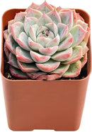Live Succulent Echeveria 'Red Line Queen', Approx 2-inch Large, Potted Succulents, Fully Rooted, Easy Care House Plants by GreenHaven Gardens