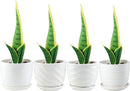 Plant Pots - 4.7 Inch Cylinder Ceramic Planters with Connected Saucer, Pots for Succuelnt and Little Snake Plants, Set of 4, White by GreenHaven Gardens