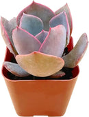 Live Succulent Echeveria 'Dusty Rose', Approx 2-inch Large, Potted Succulents, Fully Rooted, Easy Care House Plants by GreenHaven Gardens