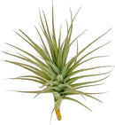 Air Plants - Flowering Tillandsia Lilla Lilac, Large 5" - 3ct - Live Arrival Guaranteed - House Plants for Home Decor & Gift by GreenHaven Gardens