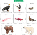 Volnau Safari Animal Figurines Toys 12PCS North America Figures Zoo Pack for Toddlers Kids Christmas Decoration Gift Preschool Educational Bald Eagle Bear Salmon Salamander Jungle Forest Cake Topper by GreenHaven Gardens