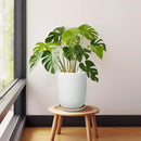 Plant Pot 8 Inch - Ceramic Planter for Indoor Plants Outdoor, Large Plant Pot with Drainage Hole and Saucer, Modern Flower Pot, White by GreenHaven Gardens