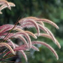 Pack 3 Fountain Grass Plants Live, 5-9 Inch Tall, Ornamental Grasses Live Plants Perennial, Well-Rooted Perennial Grass Clumps (Purple Fountain Grass) by GreenHaven Gardens