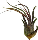 Air Plants - Tillandsia Pruinosa, Large 3-5" - 2ct - Live Arrival Guaranteed - House Plants for Home Decor & Gift by GreenHaven Gardens
