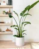 LE TAUCI 12 Inch Pot for Plants, Ceramic Large Planter for Indoor Plants, Mid-Century Modern Flower Pots with Drainage Hole and Removable Plug, White by CozyNest Decor