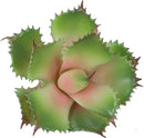 Duovlo Artificial Succulent Plant 7.08 Inch Faux Succulents Agave potatorum Flower Arrangement Craft Wall DIY Materials,Pack of 2 (Pink) by GreenHaven Gardens