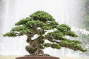 Professional Bonsai Soil Potting Mix - Optimal Balance for Healthy Bonsai Growth and Nutrient Retention - 1 Quart by GreenHaven Gardens
