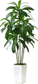 Artificial Dracaena Tree Artificial Silk Tree Faux Tree with White Tall Planter Fake Tropical Yucca Floor Plant (1, White Tall Planter, 6 FT) by CozyNest Decor