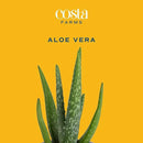 Costa Farms Aloe Vera (2 Pack), Live Succulent Plant, Easy Care Indoor Houseplant in Grower Pot, Natural Room Air Purifier in Soil, Living Room or Office Décor, New House Warming Gift, 12-Inches Tall by GreenHaven Gardens