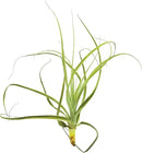 Air Plants - Tillandsia Straminea Jumbo 6-9" - 1ct - Live Arrival Guaranteed - House Plants for Home Decor & Gift by GreenHaven Gardens