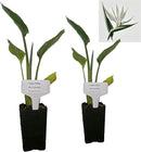 Bird of Paradise - White - Strelitzia Nicholai. (2 White BoP in Cup) by GreenHaven Gardens