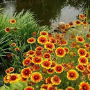 Non GMO Bulk Annual Gaillardia Blanket Flower Seed -Gaillardia pulchella (5 Lbs) by GreenHaven Gardens