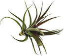 Air Plants - Tillandsia Brachycaulos Abdita, Large 4-6" - 1 ct - Live Arrival Guaranteed - House Plants for Home Decor & Gift by GreenHaven Gardens
