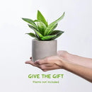 Ekirlin 3.5 in Plant Pot Indoor - Grey Cement Planters with Drain Hole, Removable Rubber Stopper, Non-Slip Soft Pad - Concrete Planter for Most Indoor Plants and Flowers by GreenHaven Gardens