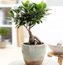 American Plant Exchange Ficus Ginseng Microcarpa – 4-Inch with Pot – Live Easy Care Bonsai Tree, Air Purifying Indoor Plant for Home, Office, or Zen Décor by GreenHaven Gardens
