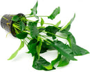 Anubias Live Aquarium Plants - Potted Freshwater Plant for Fish Tanks, Terrariums - Beginner Friendly Low Light (Barteri Striped, Mother Plant) by GreenHaven Gardens