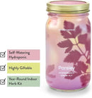 Modern Sprout Mason Garden Jar - Self-Watering Hydroponics Growing System Kit with Organic Herb Seeds - Jar Planter for Indoor Herb Garden - Seed Starter Kit - Home Decor & Gifting - Parsley by GreenHaven Gardens