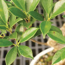 Brussel's Bonsai Live Golden Gate Ficus Indoor Bonsai Tree - Medium, 7 Years, 8 to 16 In - Live Bonsai Tree in Ceramic Bonsai Pot and Humidity Tray by GreenHaven Gardens