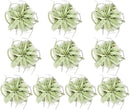 Air Plants - Tillandsia Xerographica, Large 5-7” - 10ct - Live Arrival Gauranteed - House Plants for Home Decor & Gift by GreenHaven Gardens