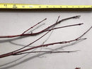Japanese Red Maple Live Plants Shipped 1-2 Foot Tall by GreenHaven Gardens
