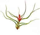 Air Plants - Flowering Tillandsia Bulbosa Belize, Giant 7-9" - 1ct - Live Arrival Guaranteed - House Plants for Home Decor & Gift by GreenHaven Gardens