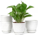 Sureasy Ceramic Indoor Plant Pots - 5.6 Inch Flower Pots for Plants with Drainage Hole and Saucer, Embossed Planter for Succulents, Orchid, Cactus, Indoor Home Decor, Set of 4, White by GreenHaven Gardens