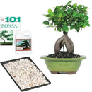 Brussel's Bonsai Live Ginseng Grafted Ficus Indoor Bonsai Tree Gift Set - Small, 4 Years, 6 to 8 in - Ceramic Bonsai Pot, Fertilizer, and Humidity Tray by GreenHaven Gardens