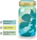 Modern Sprout New & Improved Mason Jar Grow Set 6pk, Indoor Herb Garden, Seed Starter Set, Organic Seeds, Hydroponic Growing (Basil + Mint + Parsley + Cilantro + Rosemary+ Lavender) by GreenHaven Gardens