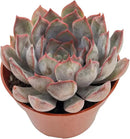Live Succulent Plants Echeveria 'Dark Ice', Easy Care Potted Succulents, Approx 4" D x 4" H, Indoor Houseplant, Unique Gifts, Home Office Décor by GreenHaven Gardens