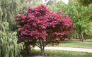 Red Japanese Maple - Live Plant 2-3 feet Tall - Deep Red Leaves by GreenHaven Gardens