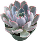 Live Succulent Plants Echeveria 'Herra', Easy Care Potted Succulents, Approx 4" D x 7" H, Indoor Houseplant, Unique Gifts, Home Office Décor by GreenHaven Gardens