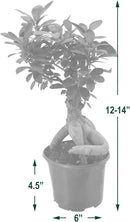 Arcadia Garden Products LV62 Ginseng Ficus Live Indoor Bonsai Plant in 6 in. Plastic Grower Pot, 6 Inch, Green *Sold by Amazon and Arcadia Garden Products* by GreenHaven Gardens