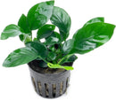 Anubias Live Aquarium Plants - Potted Freshwater Plant for Fish Tanks, Terrariums - Beginner Friendly Low Light (Barteri, 3 Pots) by GreenHaven Gardens