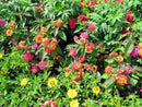 Lantana Confetti | 10 Live Plants | Lantana Camara | Colorful Garden Shrub | Drought Tolerant Perennial Plants by GreenHaven Gardens