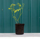 Heirloom Roses Rose Bush - Variegata di Bologna Live Purple Plant for Outdoor Planting by GreenHaven Gardens