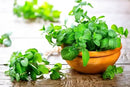 Nourish Your Spearmint with Gardenera's Organic Potting Mix - Tailored for Vibrant Spearmint Plants and Aromatic Leaves - 2 Quart by GreenHaven Gardens