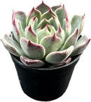 2" Rare Succulent Echeveria 'Night', Live Succulents Plants Fully Rooted in Grower Pots, for Wedding Favor, Party Favor by GreenHaven Gardens