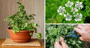 Cilantro Plant Potting Mix - Unlock Rich Growth and Flavorful Leaves with Our High-Performance Formula - 20 Quart by GreenHaven Gardens