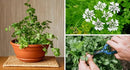 Cilantro Plant Potting Soil - Enhance Flavor and Health with Professional Grade Nutrient-Rich Mix - 3 Quart by GreenHaven Gardens