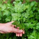 Parsley Potting Mix - Promote Strong Roots and Culinary Excellence with Our Premium Blend - 4 Quart by GreenHaven Gardens
