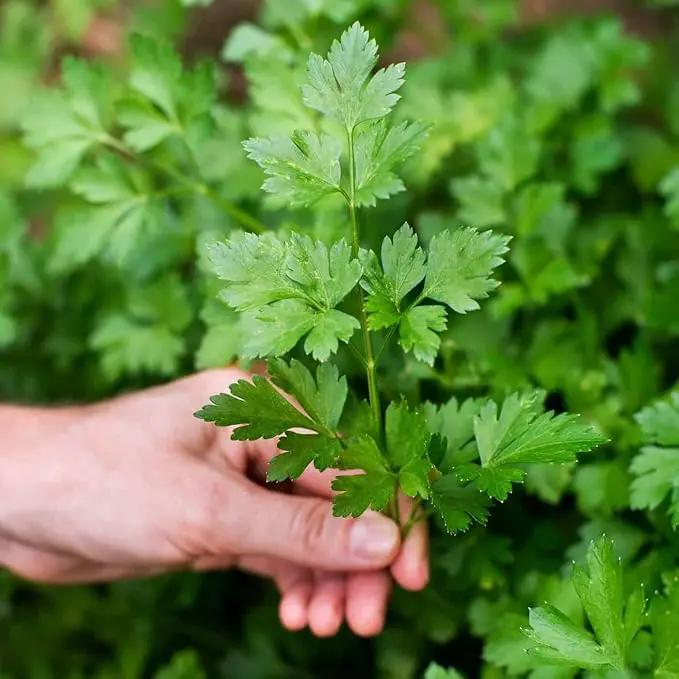 Parsley Plant Potting Soil - All-Natural Blend for Thriving Parsley Plants - Boosts Root Health and Aroma - 10 Quart, photo 3 of 3