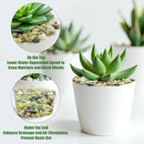 River Rocks 5 Lbs, 3/8 Inch Jade Pea Gravel, Rocks for Plants Indoor, Stones for Garden Landscaping, Vase Filler, Smooth Gravel Filler for Succulents, Cactus, Fish Tank and Vases by GreenHaven Gardens